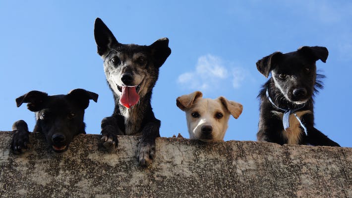 El restaurante donde sus comensales caminan a cuatro patas